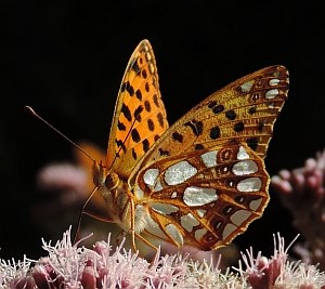 Queen of Spain Fritillary - Issoria lathonia © Teresa Farino